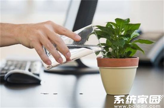 生态防辐射方案