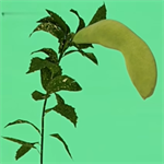 植物大战僵尸写实版全新升级免费下载v3.0.3 无限阳光版